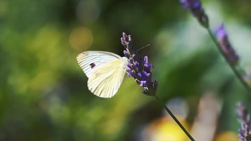 Beautiful white butterfly closeup flying through lavender blossom flowers with background blur bokeh