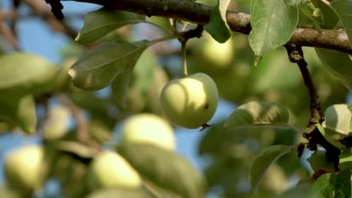 Green Apple Hang On A Tree Branch At Summer. - Closeup Shot