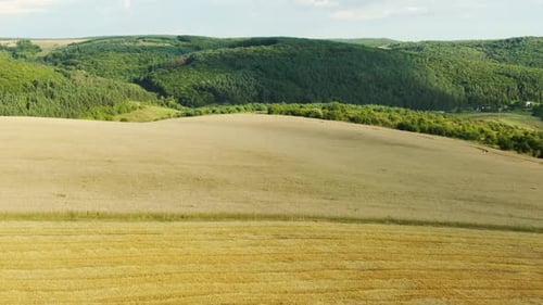 Drone Footage Summer Landscape Footage Hilly Terrain with Fields of Wheat Mixed Forest Oaks Birch