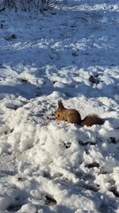A forest squirrel picks up nuts from a tree stump covered in snow in winter