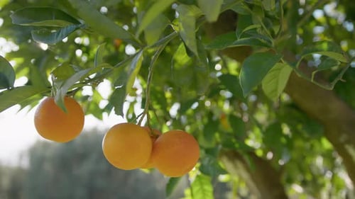 Orange Fruit Of Sicily Tree For Juice Production