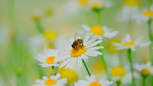 The Bee Pollinates Meadow Daisies