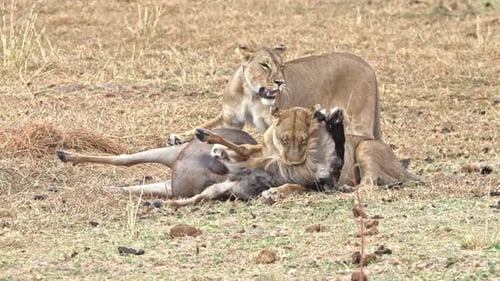 Zwei Löwinnen fangen und essen ein Gnus im Tarangire-Nationalpark in Tansania.