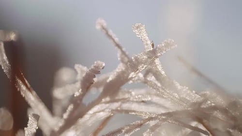 Icy Blades of Grass on Sunny Winter Day