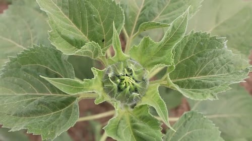 Close Up Of A Sunflower Young Bud Starting To Bloom In The Garden.