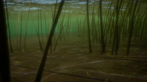 Tranquil Underwater Seagrass Bed with Shimmering Light Rays
