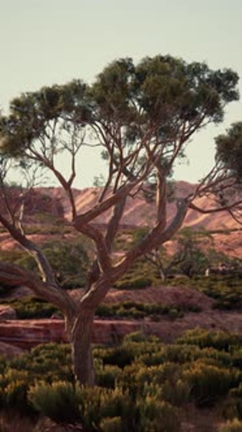 Tree in Field With Background Mountains