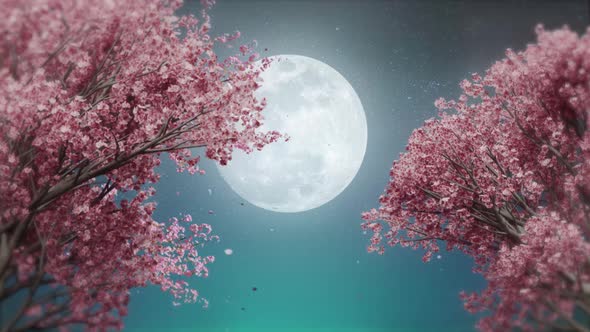 Cherry Blossoms And Full Moon, Moonlight, Loop Seamless Background ...