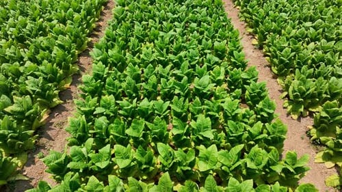 Aerial drone shot of neat tobacco beds and vibrant young plants.