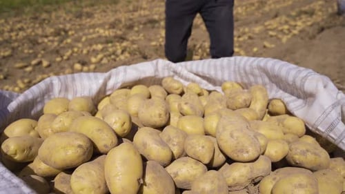Gathering potatoes in the field.