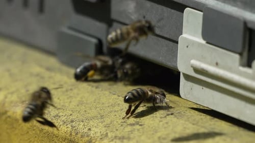 Bees Pollen Hive Closeup View of Bees with Colorful Pollen on Legs Near Beehive Entrance Slow Motion