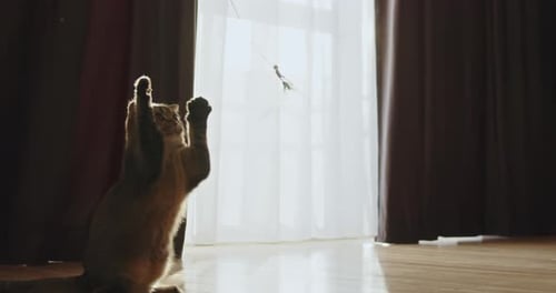 Tabby Cat Playing with Toy on String
