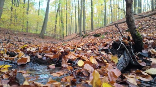 A gentle stream flows through a beech forest covered in autumn leaves on a calm day