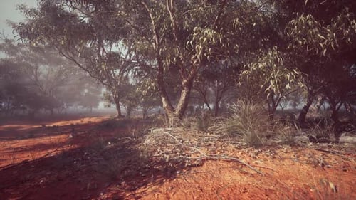 Trees in Background of Dirt Field