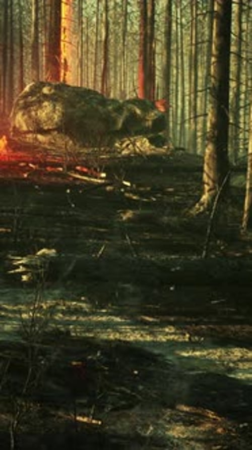 Forest Fire with Fallen Tree is Burned to the Ground