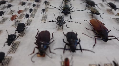 Insect Collection 04
