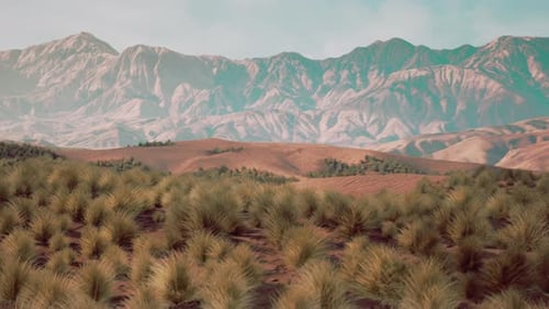 Bush in Semi Desert Large Wasteland