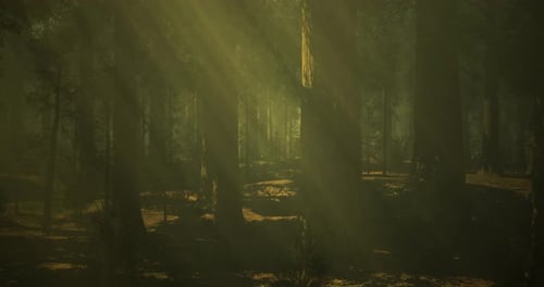Sunlight Filters Through Tall Trees in a Serene Forest Landscape
