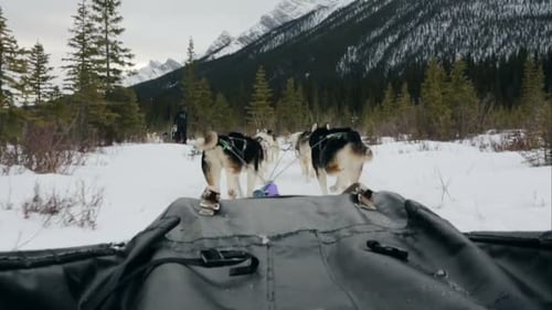 Sled Dogs Pulling Sled Snowy Woods Below Mountains Cold