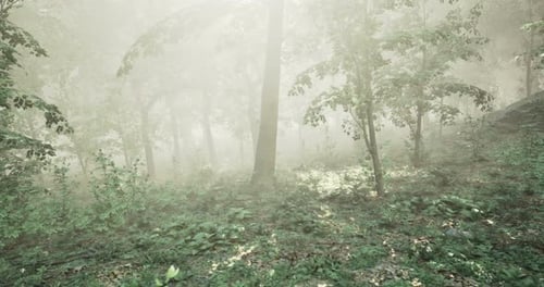 Misty Forest Landscape Capturing Serene Nature During Early Morning Hours