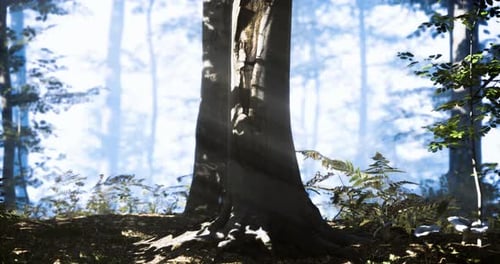 Sunlight Filters Through Tall Trees in a Tranquil Forest Setting