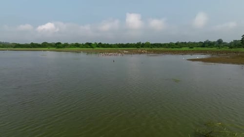 Sri Lanka wetland with large gathering of water birds