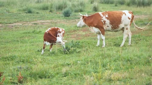 Cow and Calf Grazing in a Rural Pasture