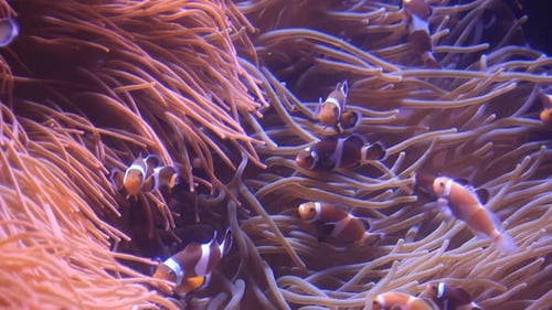 Clownfish Swimming Among Sea Anemone Tentacles in Aquarium