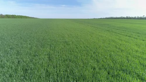 Flying Up Over Green Field