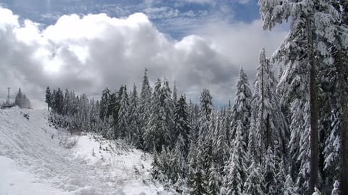 Winterly Nature With Snow-Covered Pine Trees Against Cloudscape. Static Shot