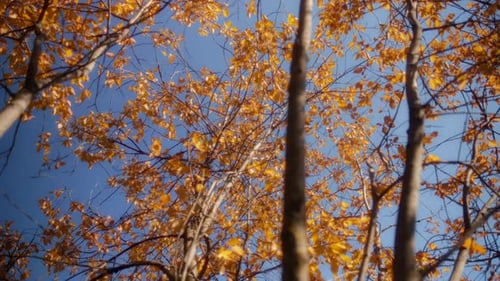 Golden Autumn Leaves on Branches Against Blue Sky