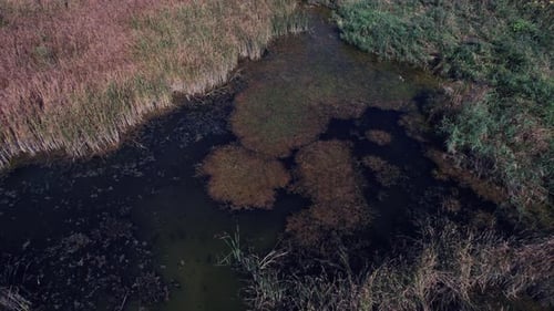 Luftaufnahme eines Sumpfes mit einer Vielzahl von Wasserpflanzen, Fische schwimmen in den Wasserlöchern.