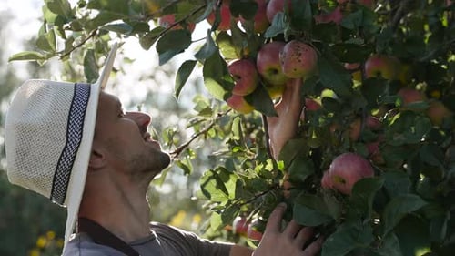 Man Inspecting Ripe Apples on a Tree Branch