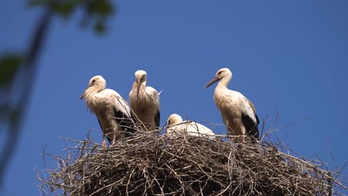 Large baby storks in nest