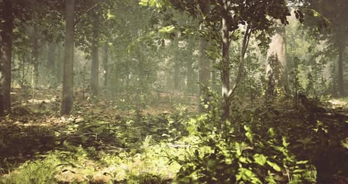 Lush Forest with Dappled Sunlight Creating a Peaceful Atmosphere in Nature