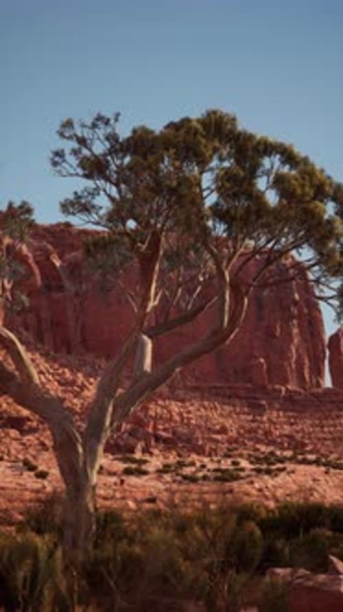 Lone Tree Standing in Nevada Desert