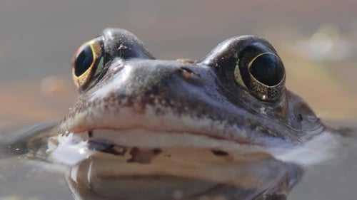 Brown frog (Rana temporaria) close-up in a pond.