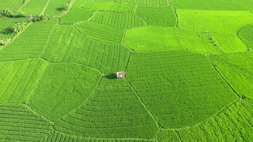 Ubud Rice Field