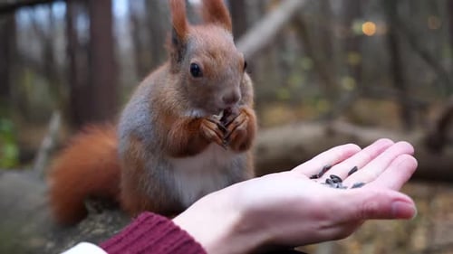 Squirrel Eating Seeds From a Human Hand