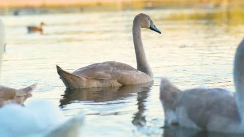 Weiße und graue Schwäne schwimmen im Sommer auf dem Seewasser