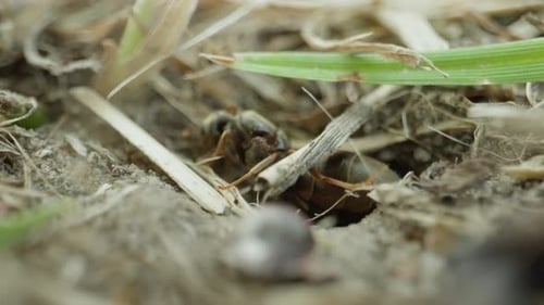 Petite fourmi émergeant d'un trou dans le sol sec