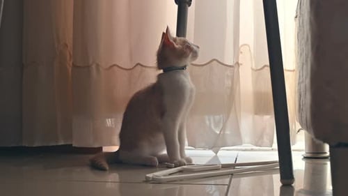 Cute Kitten Sitting Indoors near Curtains