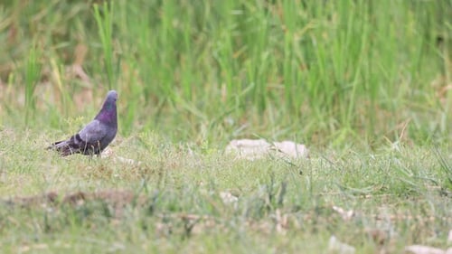 Rock Pigeon Looking Around In The Field. - close up, telephoto