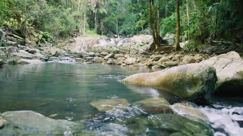 Sparkling australian stream flows through a lush forest under bright sunlight