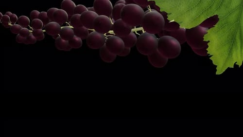 Growing Red Wine Grape Berries - Time Lapse - II - Very Close Up - Alpha Channel
