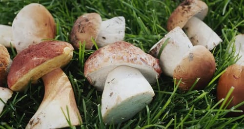 Appetizing Wild Mushrooms in Green Grass