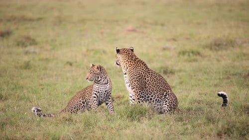 baby leopard playing with mother on safari on the Masai Mara Reserve in Kenya Africa