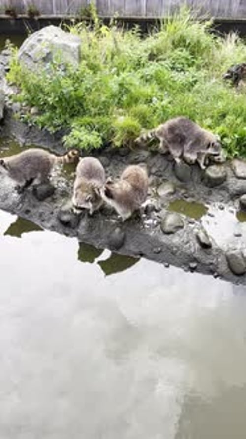 Raccoons exploring a rocky shore near water, showcasing natural wildlife behavior