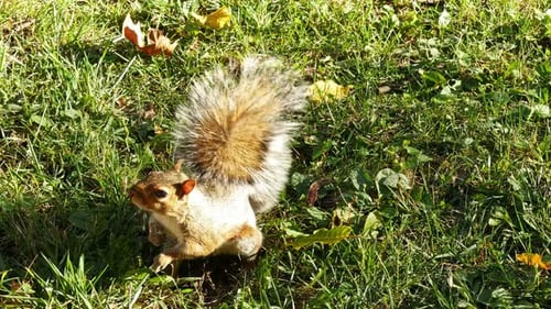 Squirrel in Autumn Central Park, New York Animal
