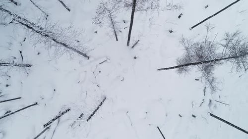 Aerial winter overhead top shot with trees and snow in forest in cold mountains with fog. Bare trees
